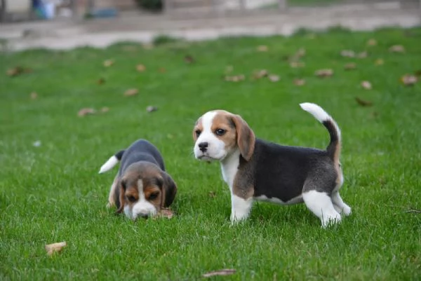 Bellissimi cuccioli di beagle in attesa di reinserimento | Foto 2