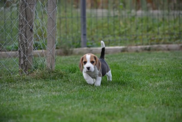 Bellissimi cuccioli di beagle in attesa di reinserimento | Foto 0