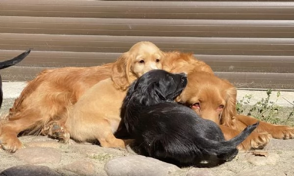 cuccioli di Cocker Spaniel possono lasciare il nido