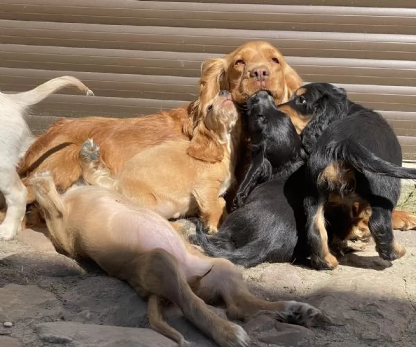 cuccioli di Cocker Spaniel possono lasciare il nido | Foto 2
