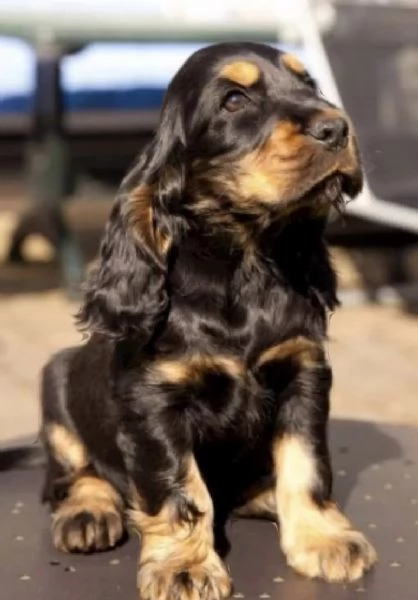 cuccioli di Cocker Spaniel possono lasciare il nido | Foto 0