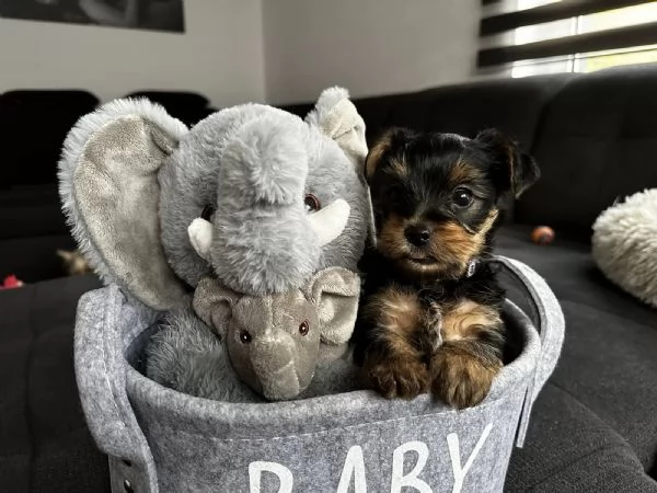 Cuccioli super carini e Yorkshire Terrier | Foto 1
