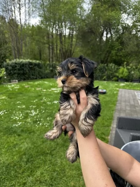 Cuccioli super carini e Yorkshire Terrier | Foto 2
