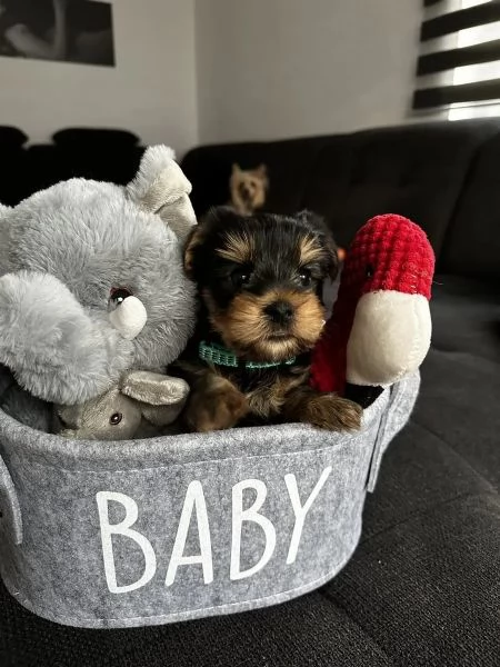 Cuccioli super carini e Yorkshire Terrier