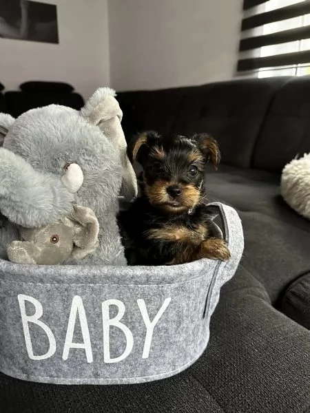 Cuccioli super carini e Yorkshire Terrier | Foto 1