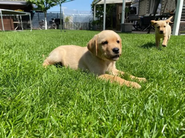 Cuccioli di razza Labrador con pedigree | Foto 3