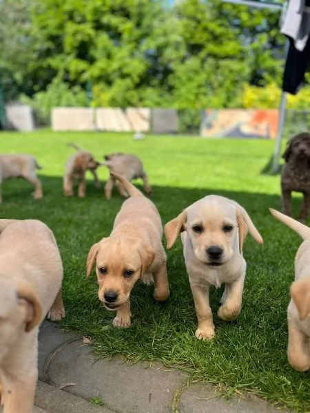 Cuccioli di razza Labrador con pedigree | Foto 2