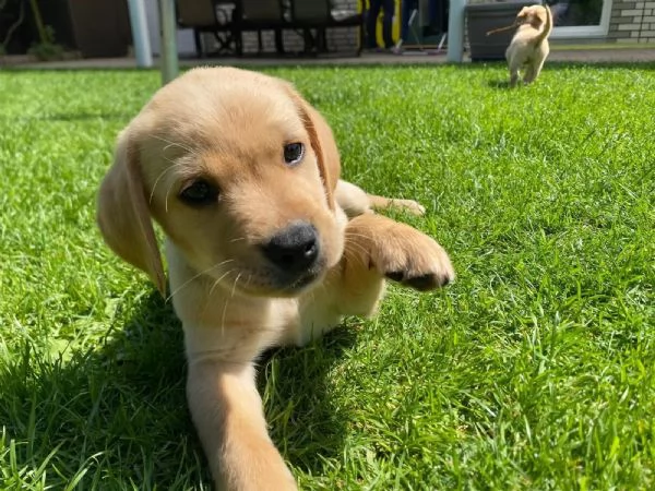 Cuccioli di razza Labrador con pedigree