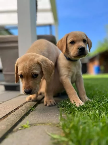 Cuccioli di razza Labrador con pedigree | Foto 0