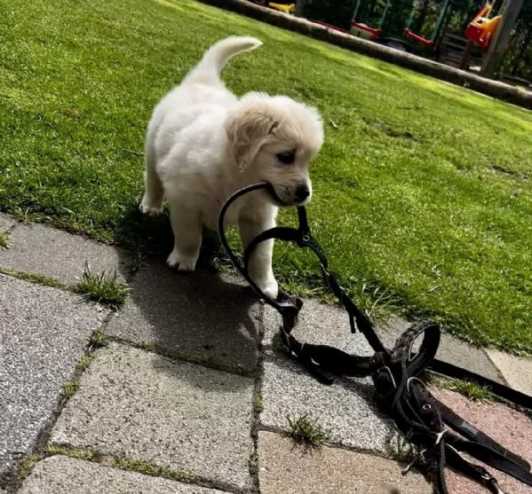 Cuccioli di Golden Retriever | Foto 2