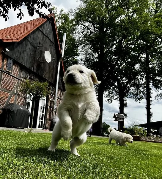 Cuccioli di Golden Retriever