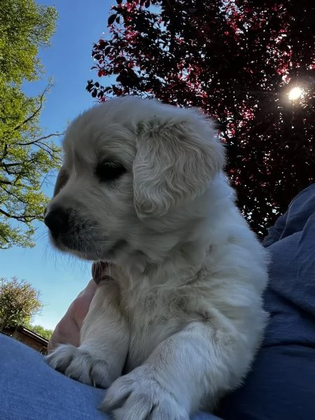 Cuccioli di Golden Retriever | Foto 1