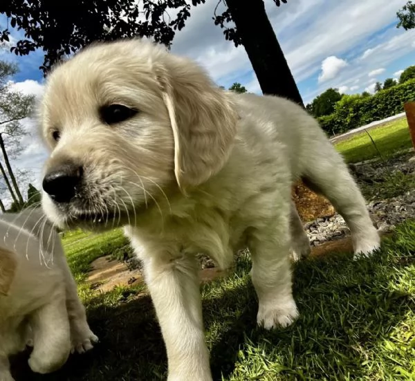 Cuccioli di Golden Retriever | Foto 0