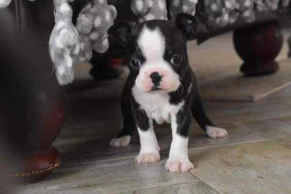 sono disponibili cuccioli di  Boston Terrier, | Foto 1