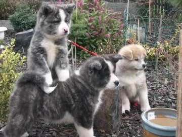 Bellissimi cuccioli di Akita Inu