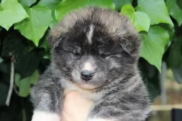 Bellissimi cuccioli di Akita Inu | Foto 1