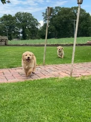 3 CUCCIOLI DI  GOLDEN RETRIEVER CON PEDIGREE- | Foto 2