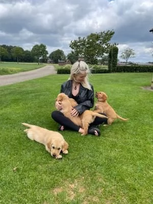 3 CUCCIOLI DI  GOLDEN RETRIEVER CON PEDIGREE- | Foto 0