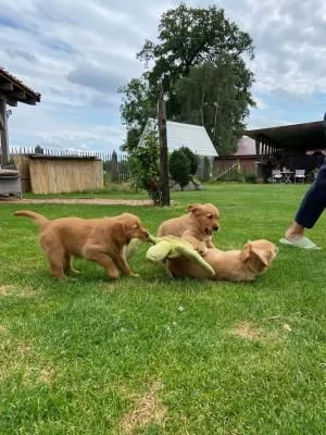3 CUCCIOLI DI GOLDEN RETRIEVER CON PEDIGREE- | Foto 0