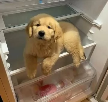  3 CUCCIOLI DI GOLDEN RETRIEVER CON PEDIGREE- | Foto 1
