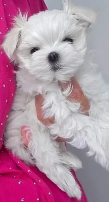 Bellissimi cuccioli di Maltese subito disponibili,  | Foto 2
