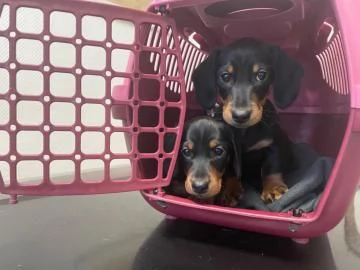 Disponibili cuccioli maschi e femmine di Bassotto Nano. | Foto 1