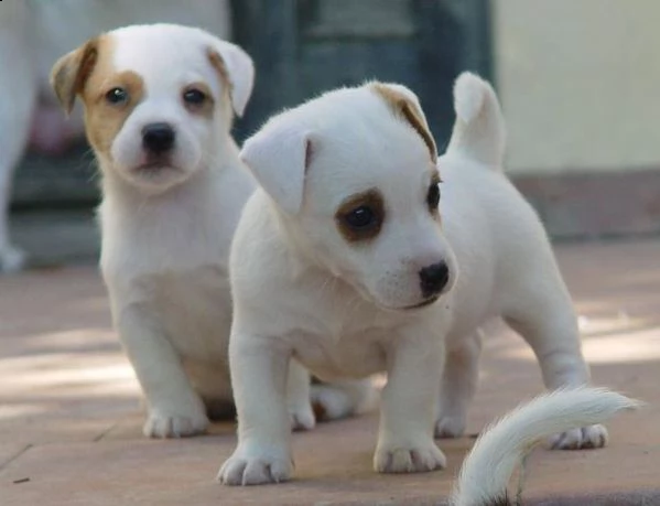 jack russell 