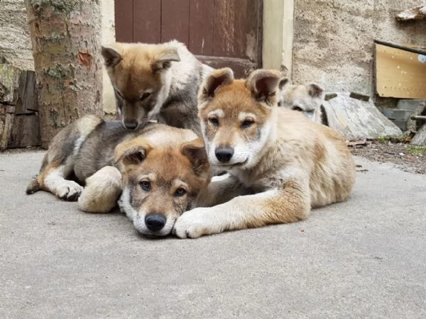 lupo cecoslovacco | Foto 0