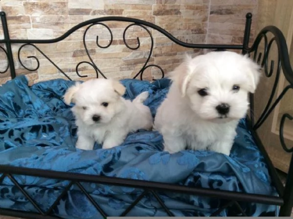 maltese cuccioli | Foto 2