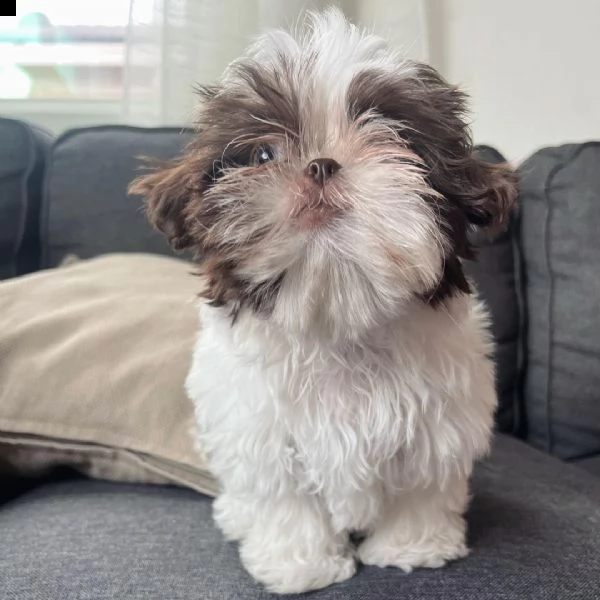 shihtzu affascinante!!!! | Foto 0