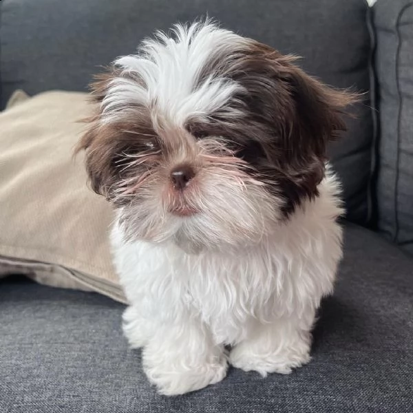 shihtzu affascinante!!!!