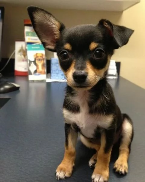 simpatici cuccioli di chihuahua ora pronti per l'adozione