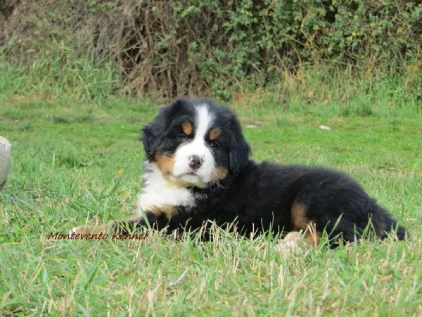  disponibili bellissimi cuccioli di bovaro del bernese