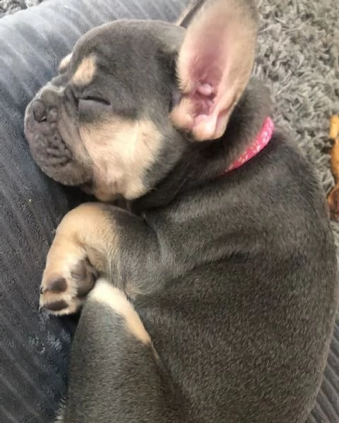 regalo cuccioli carlino ciao siamo un piccolo allevamento amatoriale abbiamo a disposizone 