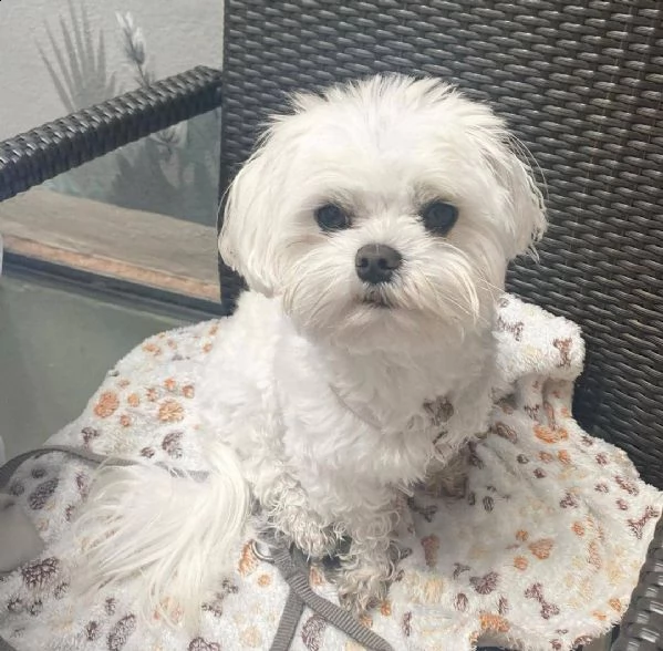   regalo maltese cuccioli meravigliosi ! 