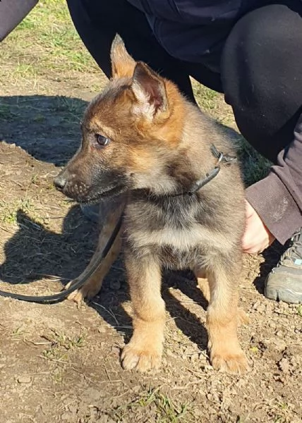 i cuccioli maschi di pastore tedesco cercano un padrone amorevole