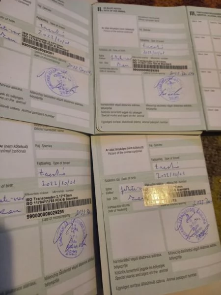 shihtzu affascinante!!!! | Foto 0