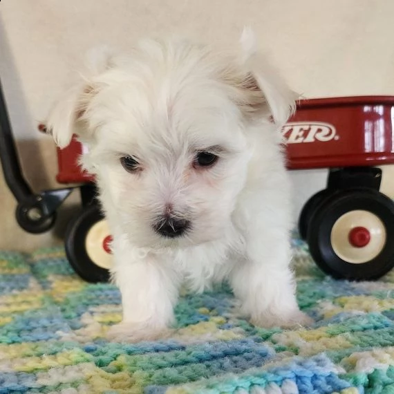 cucciolo di maltese