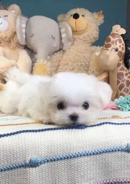 adorabili cuccioli maltese  femminucce e maschietti disponibili 