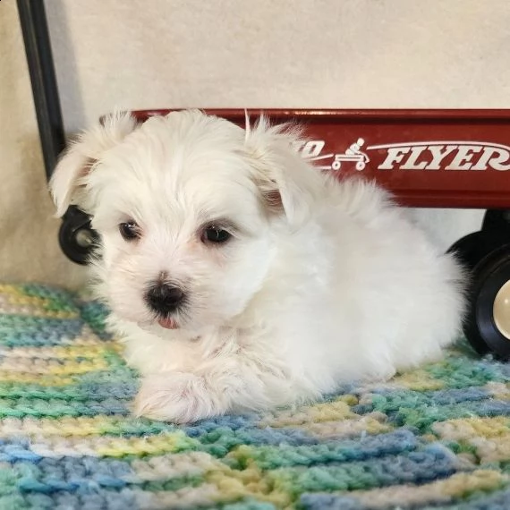 cucciolo di maltese