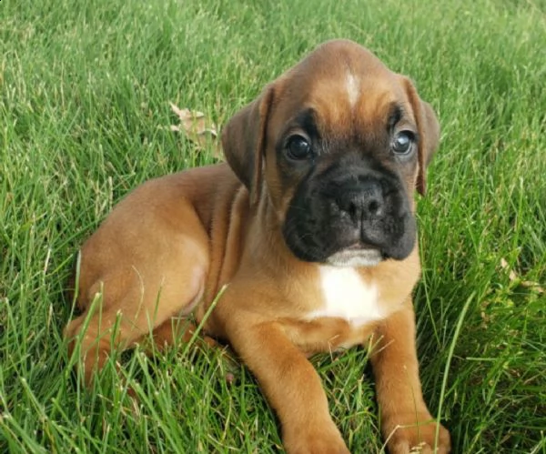 regalo estremamente carino cuccioli di boxer per l'adozione .