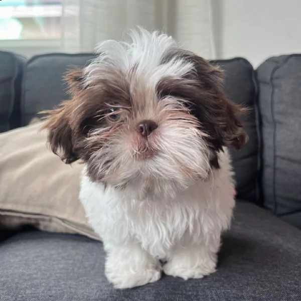 shihtzu affascinante!!!! | Foto 0