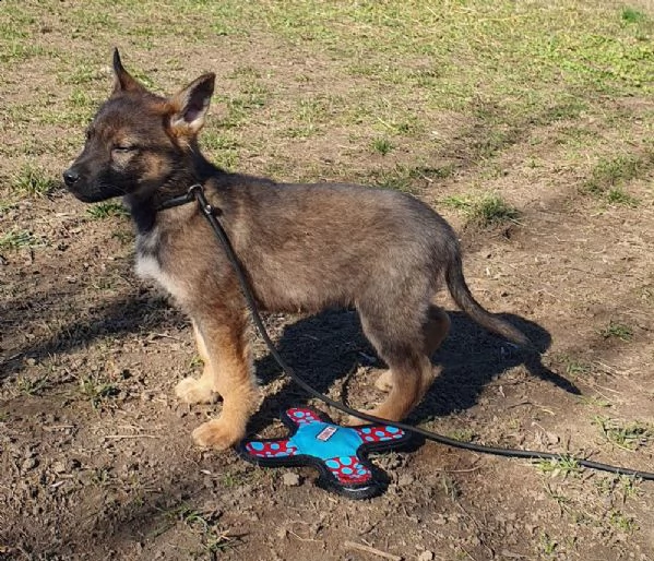 affascinante pastore tedesco !!!