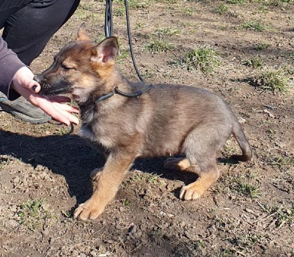 i cuccioli maschi di pastore tedesco cercano un padrone amorevole