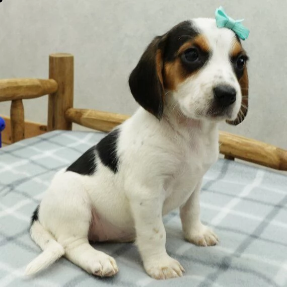 cucciolo di beagle sveglio