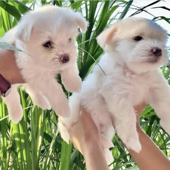 regalo  maltese mini toy)) | Foto 0