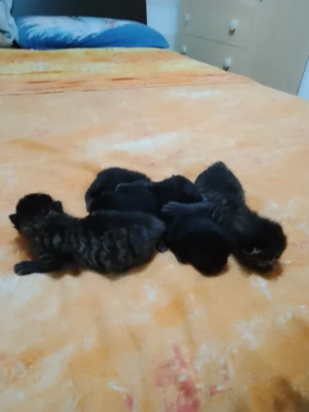 cuccioli appena nati 5 giorni | Foto 2
