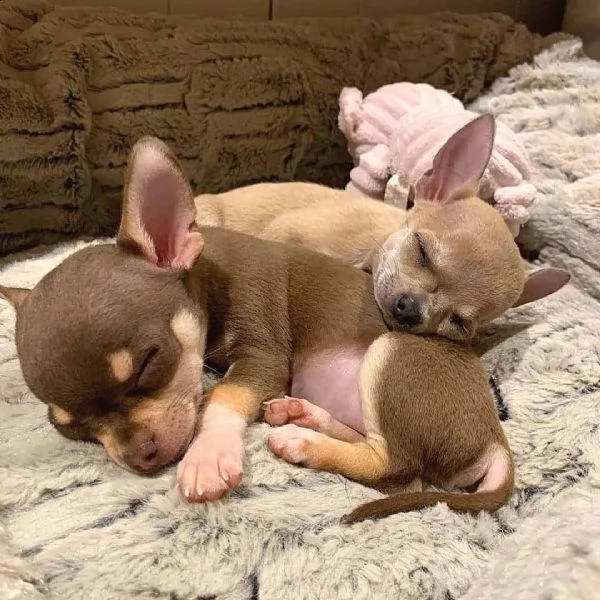 cucciolo di chihuahua