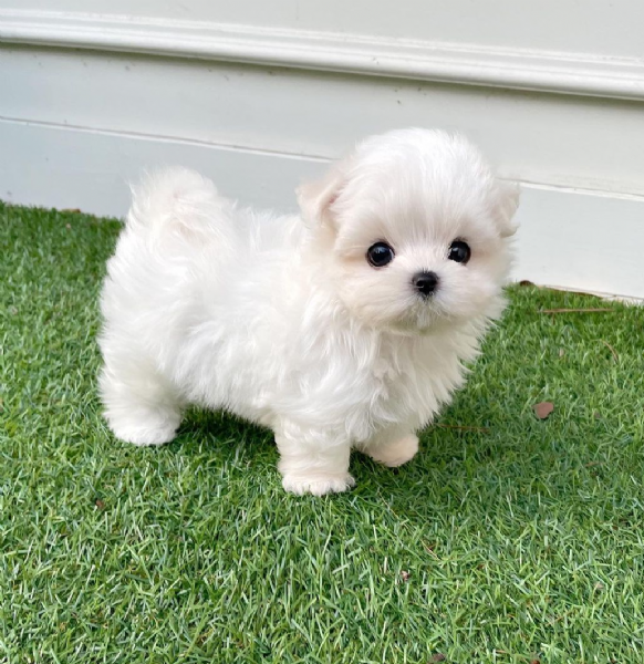 regalo maltese toy disponibile.....  | Foto 0