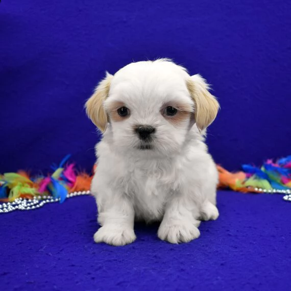 shihtzu affascinante!!!!